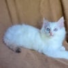 TICA Registered Ragdoll kittens