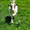 Nigerian dwarf goat stud service