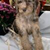 Gorgeous Goldendoodle Chocolate Male puppy