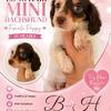 Long hair female mini dachshund