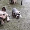 Frenchie Puppies