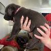 AKC registered labs