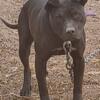 Pitbull Terrier: ADBA reg. will not come with registration for this price: