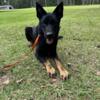 Fully Trained Male German Shepherd