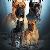 Cane Corso Puppies Tennessee 
