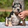 Pocket bully puppies for sale