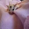Sugar gliders