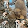 Silver shaded and silver chinchilla cfa reg. Persians