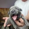 CANE CORSO PUPPIES for sale