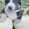 Aussie puppies ready October 18th 