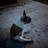 French bulldog female 