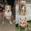 Rehoming a American bully