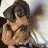 AKC Dachshund puppies