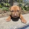 Authentic Game Bred Pit Puppies Now Available