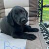 AKC Registered yellow and black Lab Puppies.