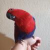 Male or female baby eclectus