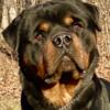Rottweilers AKC Champion Sired Puppies