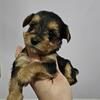 Yorkie puppies 