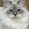 Siberian Cat/Kitten Young Adult