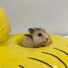 Hamster Pups (ready for homes in 3 weeks)