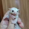 Sugar glider leucistic baby girl lineage, super sweet