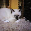 female Siamese seal point snow shoe kitten for sale 9 weeks old ready to go now