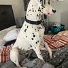 Excellent young Akc Dalmatian male