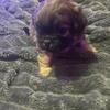 Puppy dogs, puppy’s pup pups puppies for sale