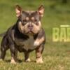 Extreme blue tri pocket American bully stud