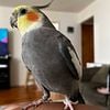 Cockatiels for sale