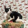 American Curl F2 sphynx boy ready.