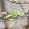 Indian Ringnecks