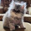 Pure Exotic Shorthair Persian Silver Tabby White Female 600