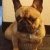 In search of a French bulldog stud
