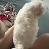 10 Maltese Puppy’s READY NOW!
