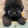 Newfoundland Puppies