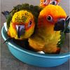 Sun Conures and other parrot species