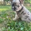 REDUCED FLUFFY FRENCHIE BOY available now!