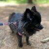 Looking for small, canine stud