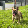 Female French bulldog