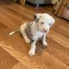 Catahoula Pit Puppies for sale