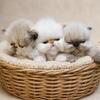 Persian Himalayan kittens