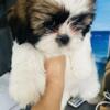 CKC Shih Tzu purebred puppies available