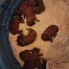 AKC Irish Setter Puppies in Michigan Call Sue Transport is available to other states!