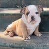 Akc English Bulldog Puppies