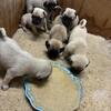 Pug puppies for sale in Spring Hill, Florida