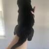Rottweiler puppies (tails on)