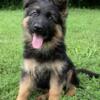 German Shepherd puppy Available for a new home