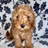 Mini poodle pup for sale