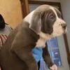 Pitbull Puppies